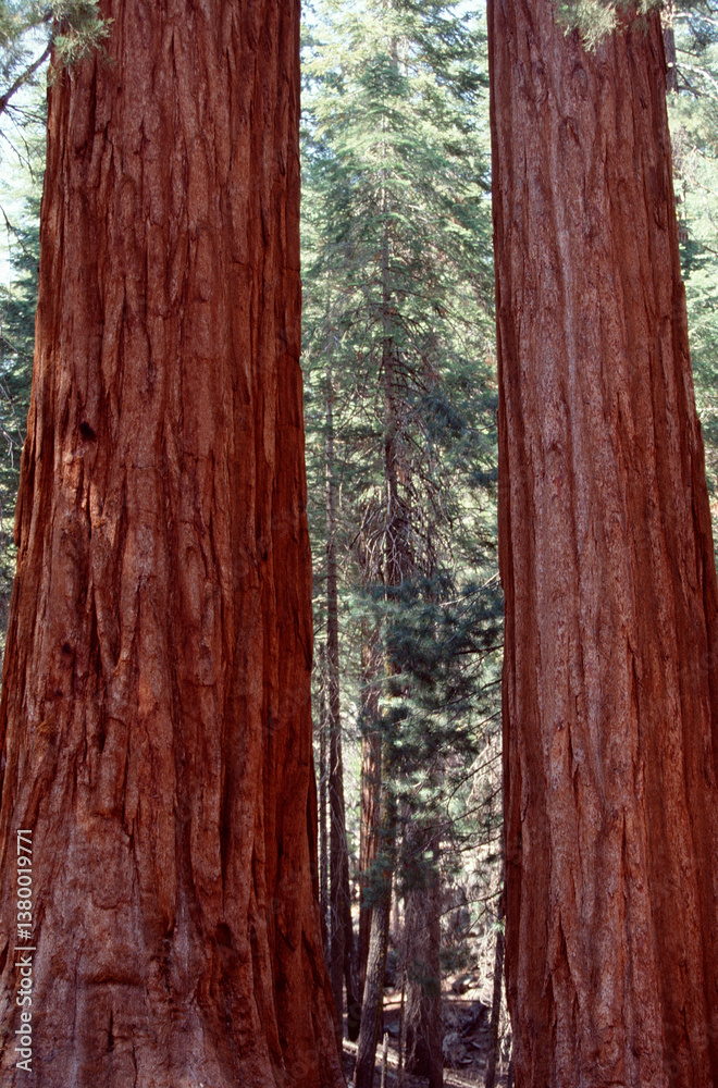 Fototapeta premium tree trunk in the forest