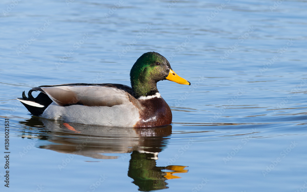 Mallard, Anas platyrhynchos.On an early spring morning, a male bird swims along the riverbank Mallard, Anas platyrhynchos.On an early spring morning, a male bird swims along the riverbank