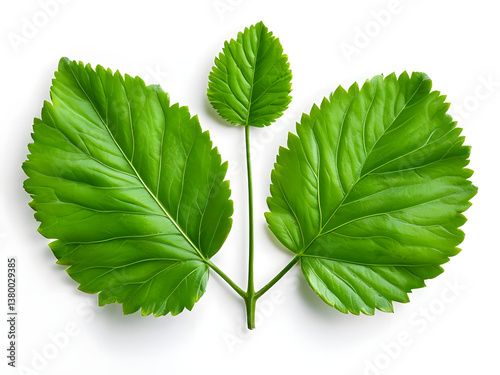 green leaf isolated on white background, Top-Down View Of Symmetrical Vibrant Green Leaves