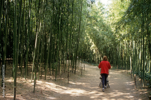 Phyllostachys viridis, Bambou, Bambouseraie, Anduze, 30, Gard, France
