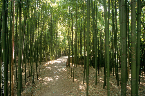 Phyllostachys viridis, Bambou, Bambouseraie, Anduze, 30, Gard, France