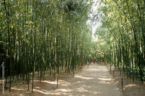 Phyllostachys viridis, Bambou, Bambouseraie, Anduze, 30, Gard, France