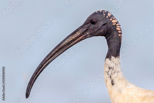 Australian white ibis - Threskiornis molucca - head profile photo