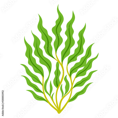seaweed or algae no background vector file.