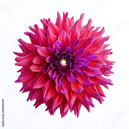 pink dahlia isolated on white background, Vibrant Pinkish-Red Dahlia Flower With Intricate Petals