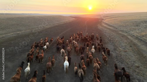Wild mustangs running through a dusty field at sunset captured from an aerial drone perspective