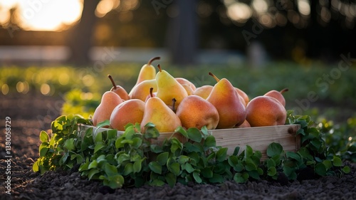 Obraz na płótnie Ripe pears placed in a wooden crate on a farm field, illuminated by the warm glow of the setting sun, evoke a natural and organic feeling. w salonie