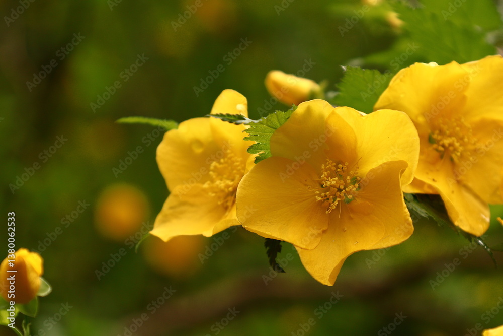 Fototapeta premium 鮮やかな黄金色に咲く