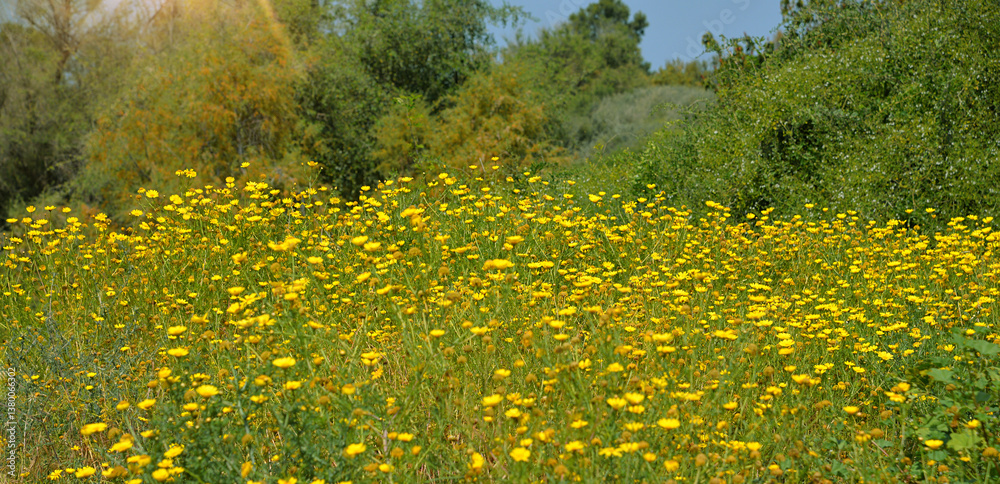 Obraz premium Tall stalks of bright yellow flowers in a field, blooming meadow, landscape, field