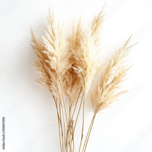 Dried Pampas Grass: A delicate bouquet of dried pampas grass plumes, their feathery texture contrasting against the soft background, evoking a sense of natural elegance and understated beauty.