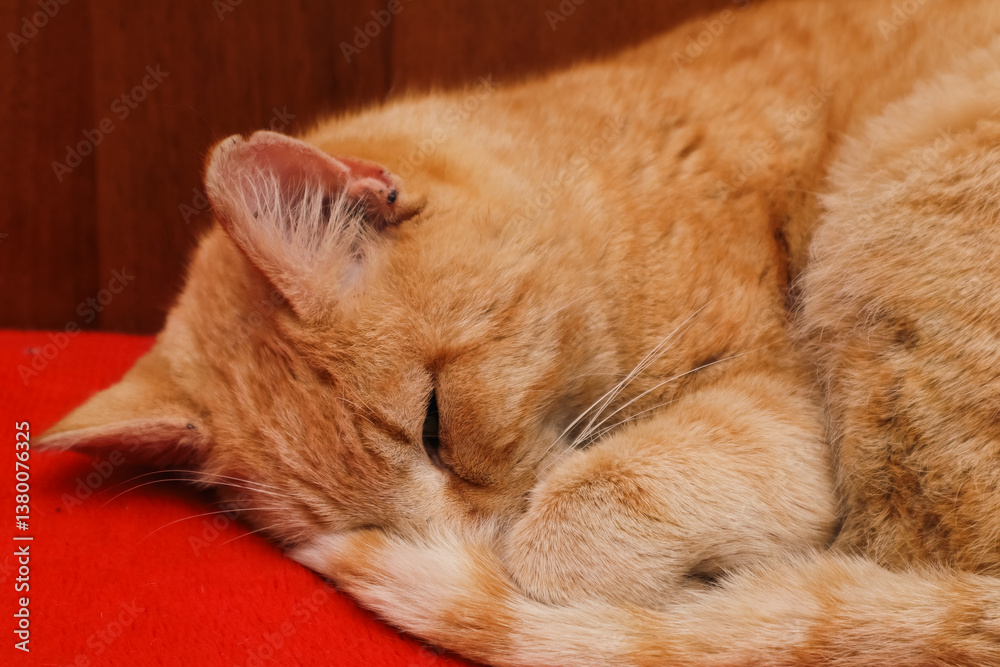 Fototapeta premium Ginger cat sleeping on red background. Red cat lying on the bed