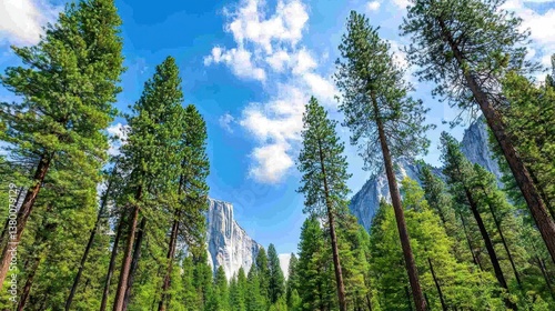 Towering Evergreens Frame Yosemite Valley's Springtime Majesty