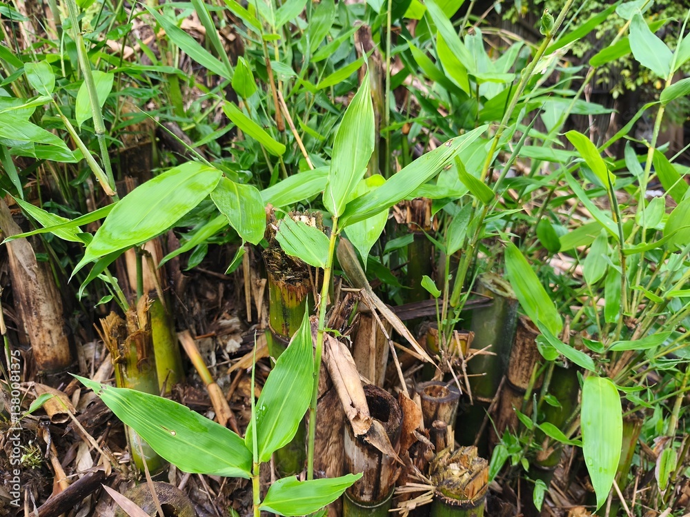 Close up view of a lush bamboo grove with bright green leaves in the sunlight Close up view of a lush bamboo grove with bright green leaves in the sunlight