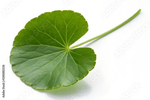 Indian pennywort leaf isolated on white