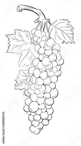 Outline drawing of grape bunch with leaves on a vine flat vector illustration
