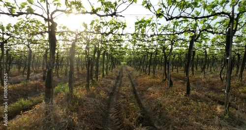 fast moving video of Vineyard Illuminated by Sunlight in Serene Countryside Setting. Sunrays peaks through the aligned rows of grapevines in vineyard. farming, agriculture