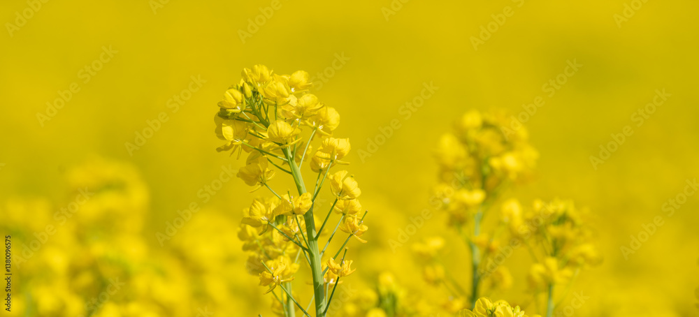 満開の菜の花畑 満開の菜の花畑