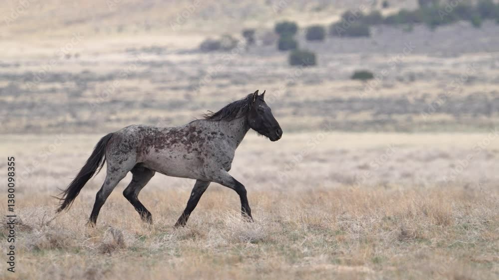 Wild horse trotting in slow motion through the Utah desert in the Onaqui Mountain herd.