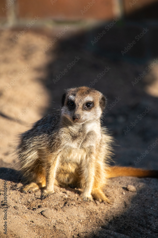 Fototapeta premium Meerkat Portrait