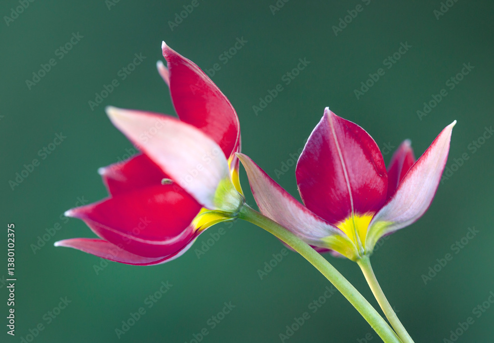 Czerwone Tulipany botaniczne na zielonym tle. Tapeta, dekoracja.