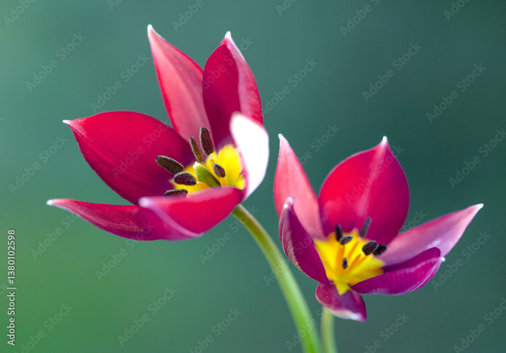 Czerwone Tulipany botaniczne na zielonym tle. Tapeta, dekoracja.