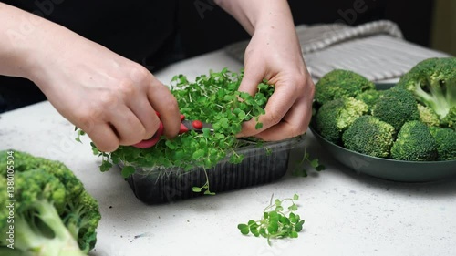 Woman harvesting broccoli microgreens close-up