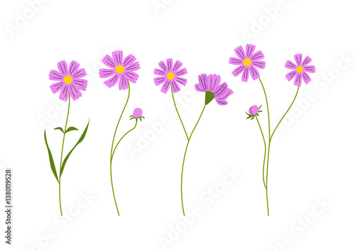 Set of garden cosmos flower branches. Vector flat botanical illustration. Cosmos bipinnatus blossom plant with leaves