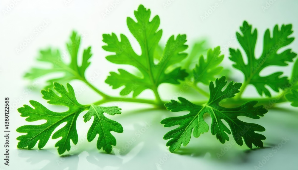 Intricate parsley sprigs forming a natural design , healthy, fine art Intricate parsley sprigs forming a natural design , healthy, fine art