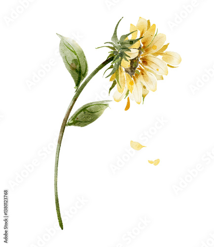 Obraz na płótnie Watercolor illustration of a wilting sunflower, showing its beauty and decline i