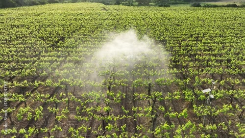 farmer worker spraying pesticides with tractor in grape farm in morning. Lush green vineyard rows with a scenic backdrop of rolling hills and countryside view, evoking serenity and agricultural charm