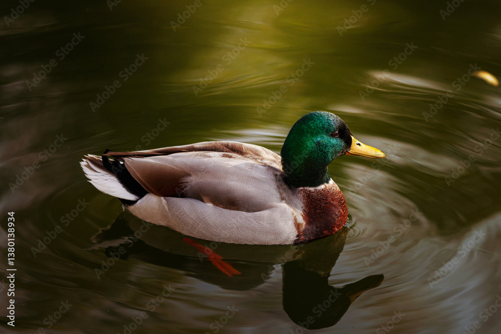 Male Mallard Duck Floating Gracefully on Rippling Water