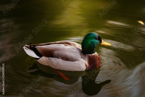 Obraz na płótnie Male Mallard Duck Floating Gracefully on Rippling Water w salonie