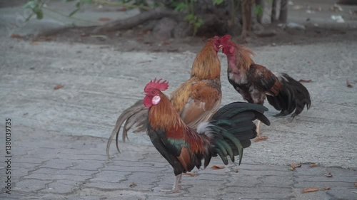 Cockfighting. Two cocks fighting, beautiful battle of the battle. Cock fighting in temple at Thailand. rooster in the farm