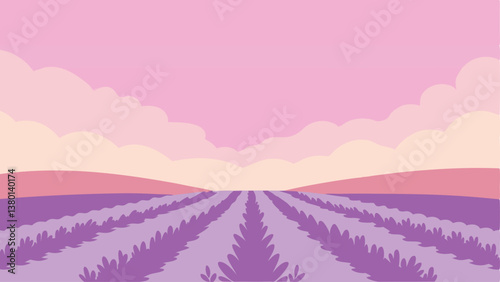 lavender field at sunset