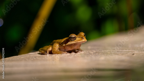 Close-up of a masked tree frog Smilisca phaeota, Costa Rica photo