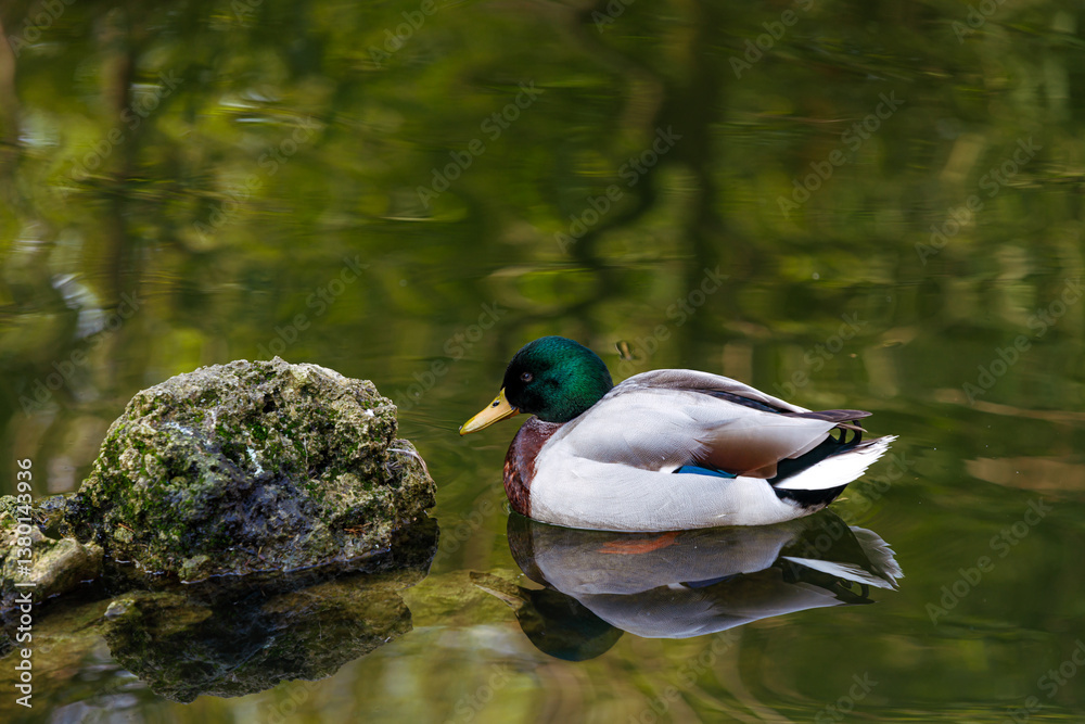 Male Mallard Duck Floating Gracefully on Rippling Water