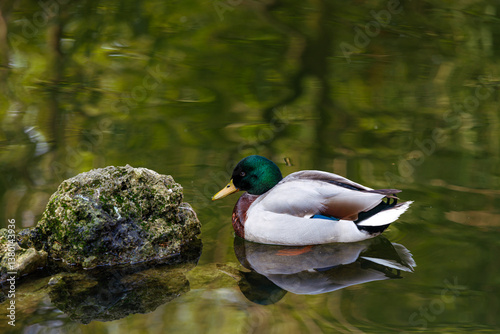 Obraz na płótnie Male Mallard Duck Floating Gracefully on Rippling Water w salonie