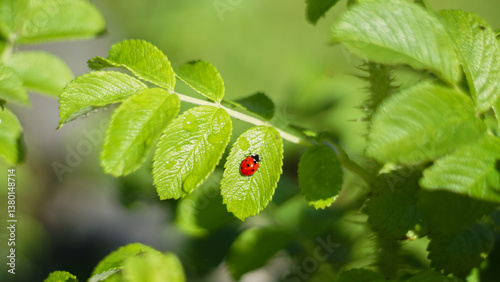 Seven spot ladybug, Coccinella septempunctata on rose plant, aphid or plant louse predator in the garden. Natural protection