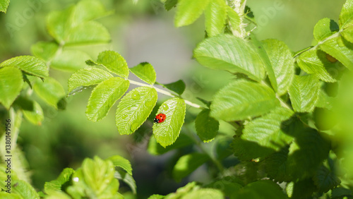 Seven spot ladybug, Coccinella septempunctata on rose plant, aphid or plant louse predator in the garden. Natural protection