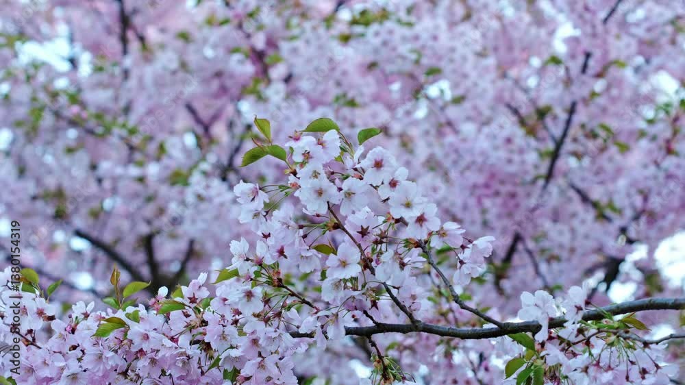 Delicate pink sakura petals glow warmly in golden hour springtime atmosphere Delicate pink sakura petals glow warmly in golden hour springtime atmosphere