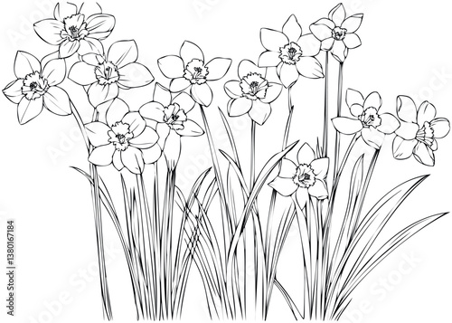 vector contour tulip daffodil narcissus flower coloring book