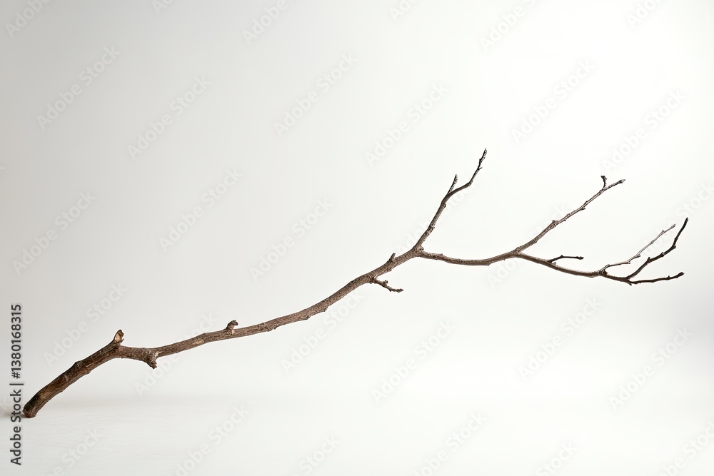 Long, bare branch against a plain background Long, bare branch against a plain background