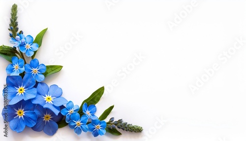 blue forget me not flowers in a floral corner arrangements isolated on white or translated background