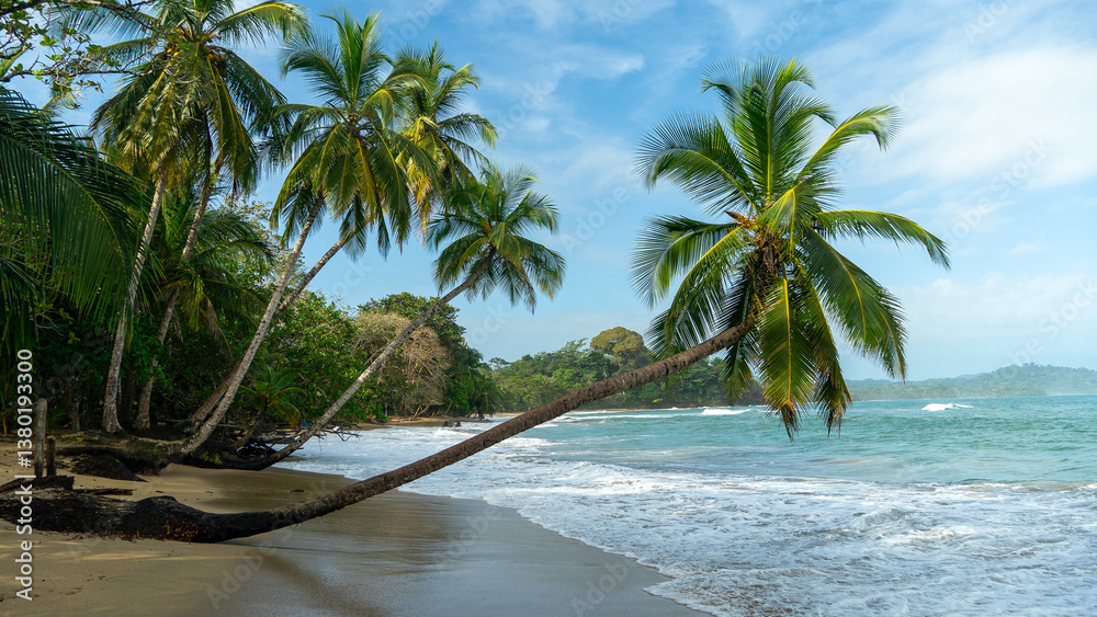 Fototapeta premium Palm trees leaning towards the sea on a beach in Costa Rica