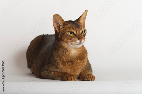 Liegender Abessinier Kater