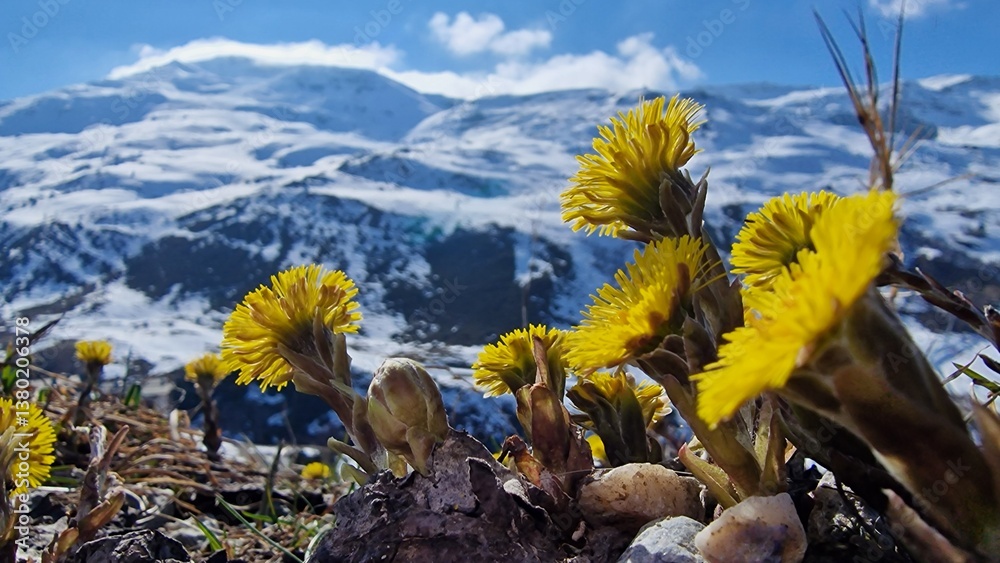 Tussilago farfara, commonly known as coltsfoot, is a perennial herbaceous plant in the Asteraceae family, native to Europe and parts of Asia. It is one of the earliest blooming wildflowers in spring,