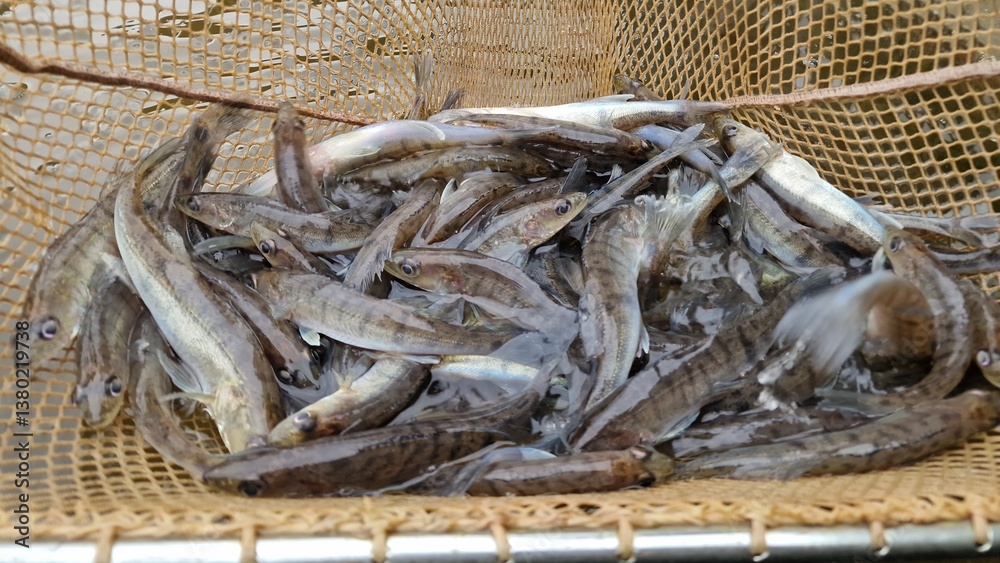 process of releasing juvenile pikeperch (Sander lucioperca) into natural waters to support fish populations and fisheries. This practice helps enhance stocks, improve biodiversity, and sustain ecosyst