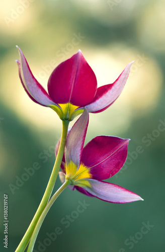 Czerwone Tulipany botaniczne na zielonym tle. Tapeta, dekoracja.
