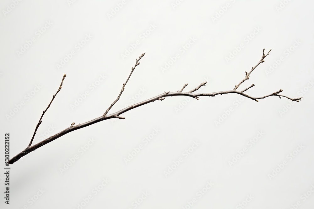 Bare branch against a plain background Bare branch against a plain background