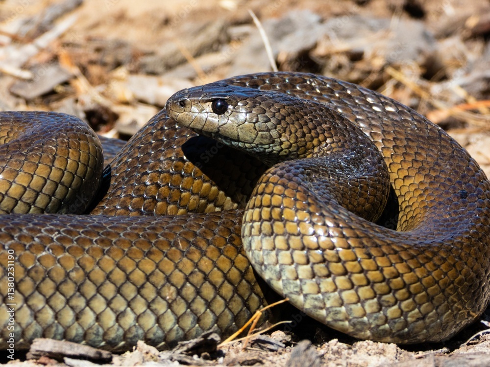 Fototapeta premium Coiled snake with detailed scales.